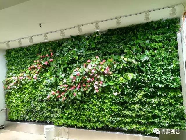 开封园林绿化处会议室植物墙